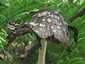 Harkálytintagomba (Coprinopsis picacea), Budai-hegység